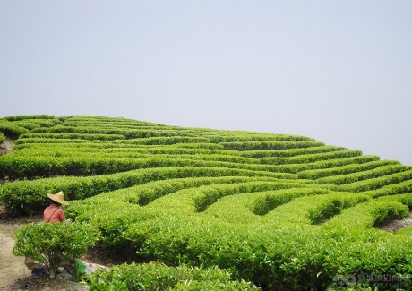 贵州遵义山盆镇茶叶种植加工项目