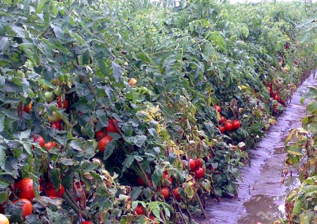 新疆兵团番茄红素加工项目