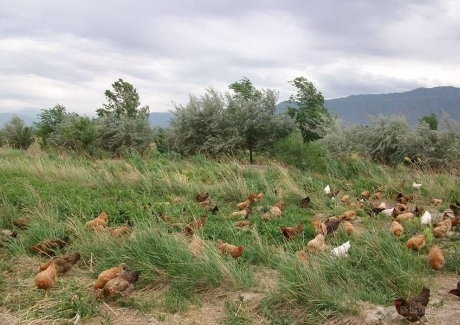 新疆兵团有机天山鸡加工项目