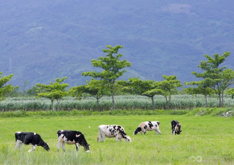 靖远县万头奶牛养殖基地