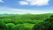 湖南衡阳5万亩速丰林及年产6万立方板材加工基地项目