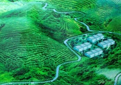 广西百色油茶种植与深加工