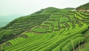 急！福州长龙茶山生态旅游综合开发项目招商