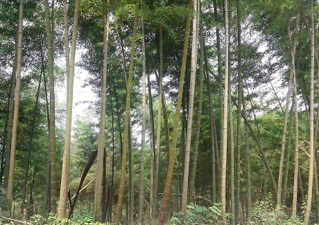  鄂南大竹海生态风景区实景图 