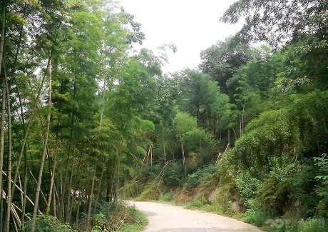  鄂南大竹海生态风景区实景图 