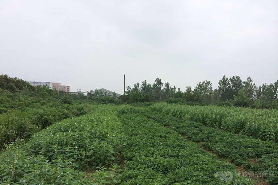 荆门市掇刀区双碑循环农业示范园建设项目实景图