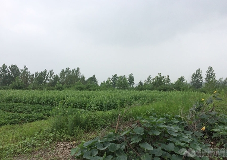  荆门市农业生物科技产业园项目实景图 