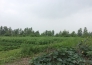  荆门市农业生物科技产业园项目实景图 