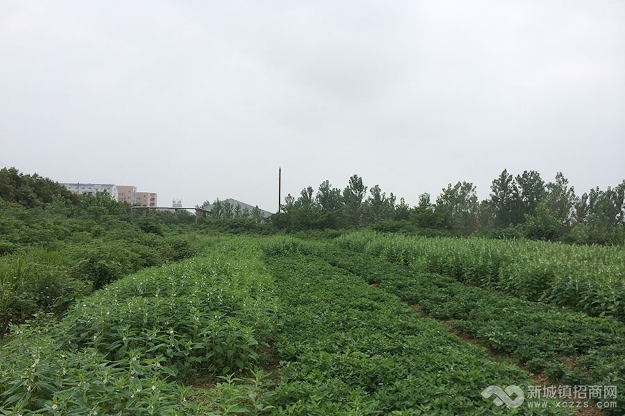 荆门市农业生物科技产业园项目实景图