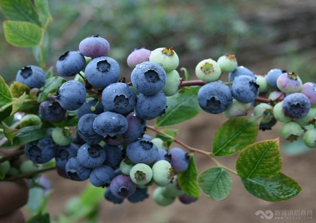 巧家县蓝莓种植科技示范园及深加工建设项目