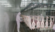 武汉新洲区禽类屠宰及深加工项目