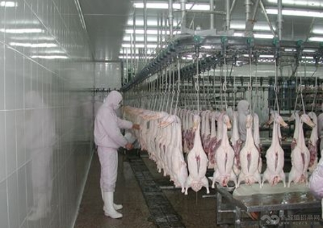 武汉新洲区禽类屠宰及深加工项目
