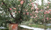 200亩农庄苹果园转让