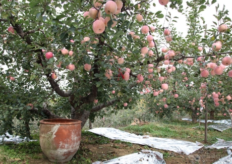 200亩农庄苹果园转让