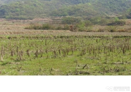  江西有300—10000亩不等面积的山地、旱田和竹林出租或转让实景图 