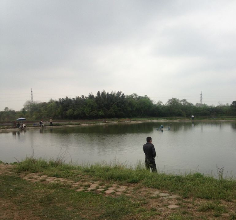 南京江宁区陶吴镇养猪场，鱼塘转让实景图