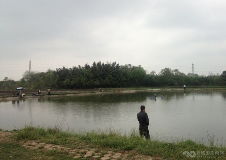 南京江宁区陶吴镇养猪场，鱼塘转让实景图 
