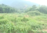  江西安福县80亩山地转让实景图 