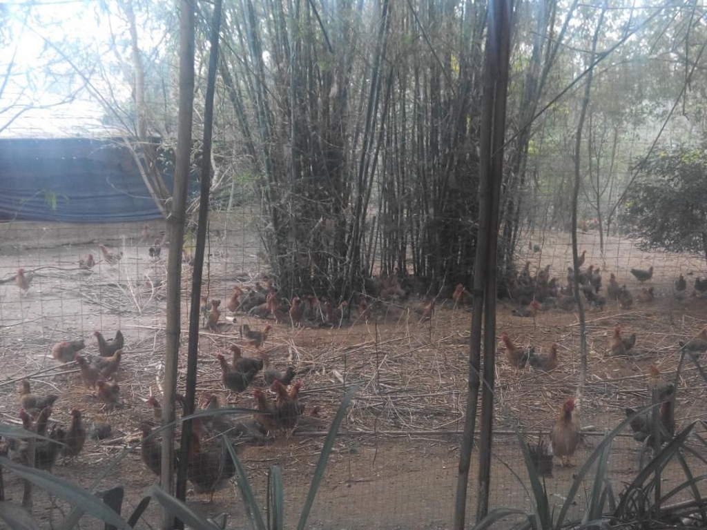 广东台山市水步镇10亩养鸡场急转让实景图