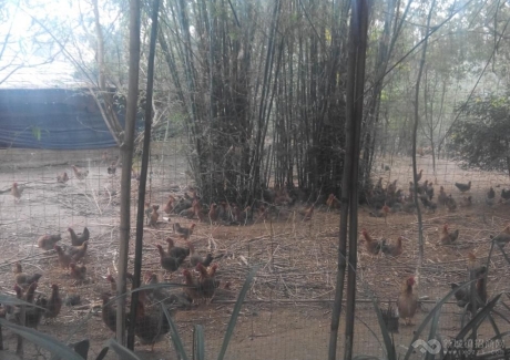  广东台山市水步镇10亩养鸡场急转让实景图 