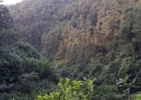  肇庆高要市1000亩林场转让实景图 