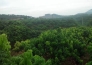 海南三亚三道30亩果园紧急转让实景图 