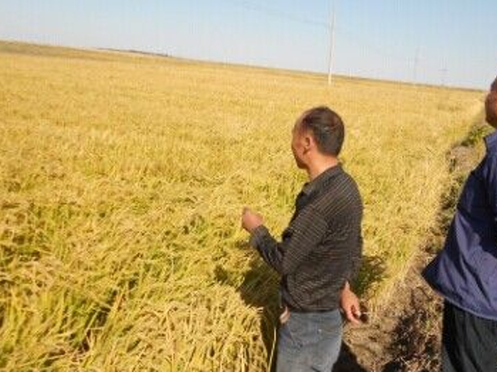 内蒙古通辽科尔沁左翼中旗3000亩耕地转让实景图