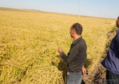  内蒙古通辽科尔沁左翼中旗3000亩耕地转让实景图 