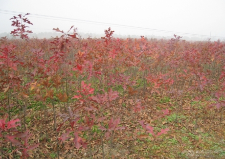  浙江湖州长兴县43亩成熟苗圃紧急转让 实景图 
