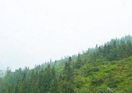  黑龙江伊春200亩林地转让300000元购地款十年五倍返还！实景图 