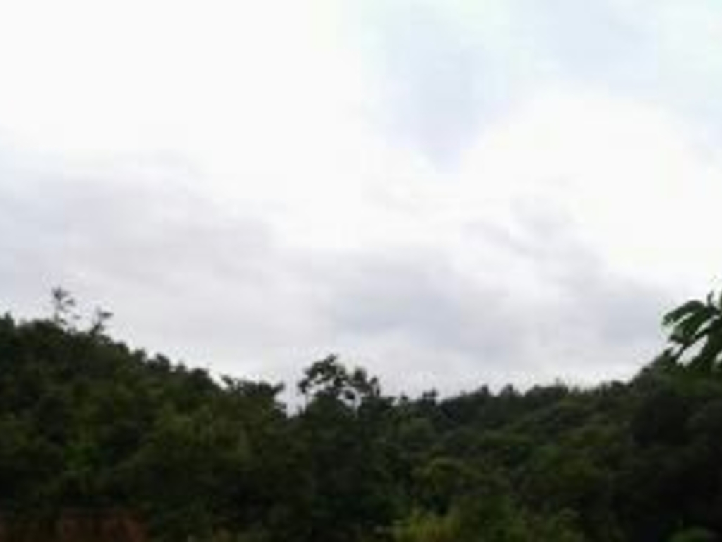 广州从化市城郊街道城康村1000亩林地转让实景图
