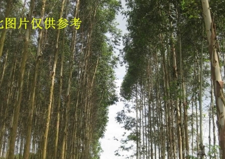  （转让）肇庆市封开县4000亩桉树林地实景图 