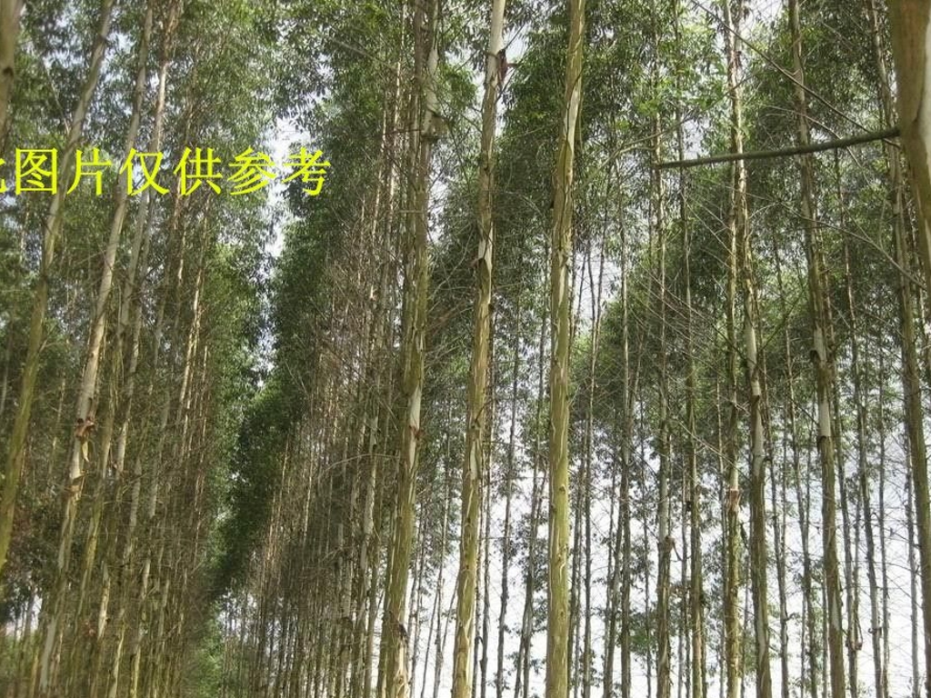 （转让）肇庆市封开县4000亩桉树林地实景图