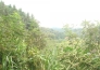  江西安福县138亩肥沃丘陵转让实景图 