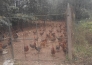  广东台山市水步镇10亩养鸡场急转让实景图 