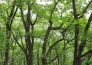  黑龙江伊春200亩林地转让300000元购地款十年五倍返还！实景图 