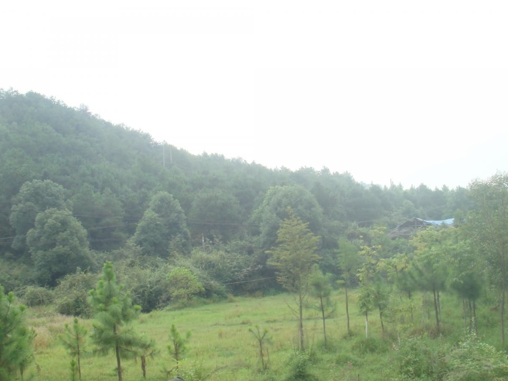 江西吉安安福县1000亩山地紧急转让实景图