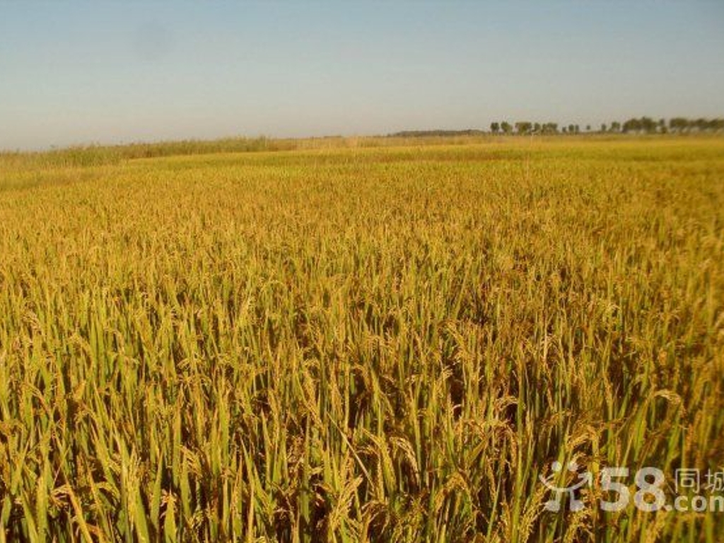 吉林省镇赉县270亩水田转让实景图