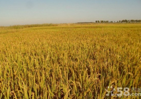  吉林省镇赉县270亩水田转让实景图 