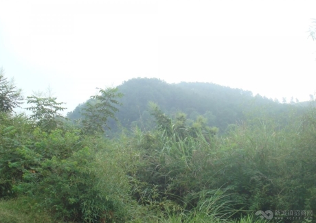  江西吉安安福县1000亩山地紧急转让实景图 