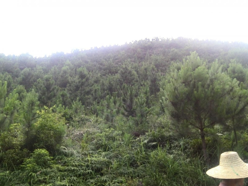 广西玉林1000亩松树林地紧急转让实景图