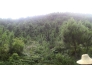  广西玉林1000亩松树林地紧急转让实景图 