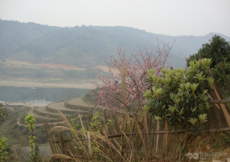  广西柳州三江侗族自治县林地紧急转让实景图 
