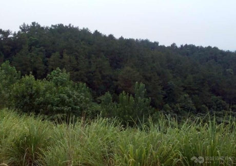  湖北宜昌当阳市500亩林地转让150万元实景图 