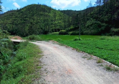  广东河源和平县彭寨镇山地转让实景图 