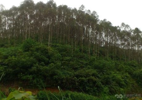  肇庆市封开县850亩桉树林地实景图 