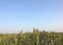  东北吉林省6000亩耕地转让实景图 