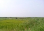  山东东营市河口区3700亩荒草地转让 实景图 
