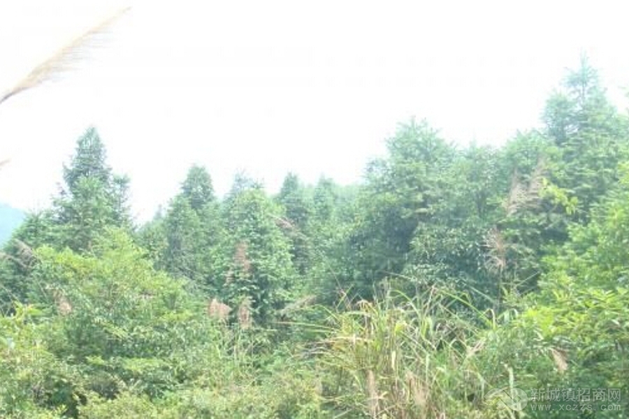 江西吉安安福县835亩杉木林地转让实景图