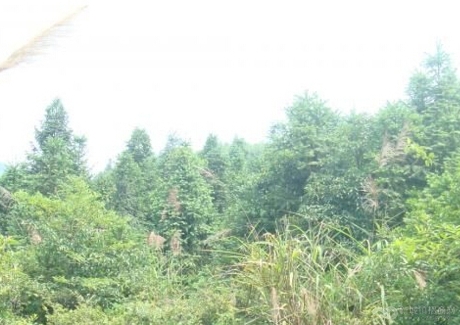  江西吉安安福县835亩杉木林地转让实景图 